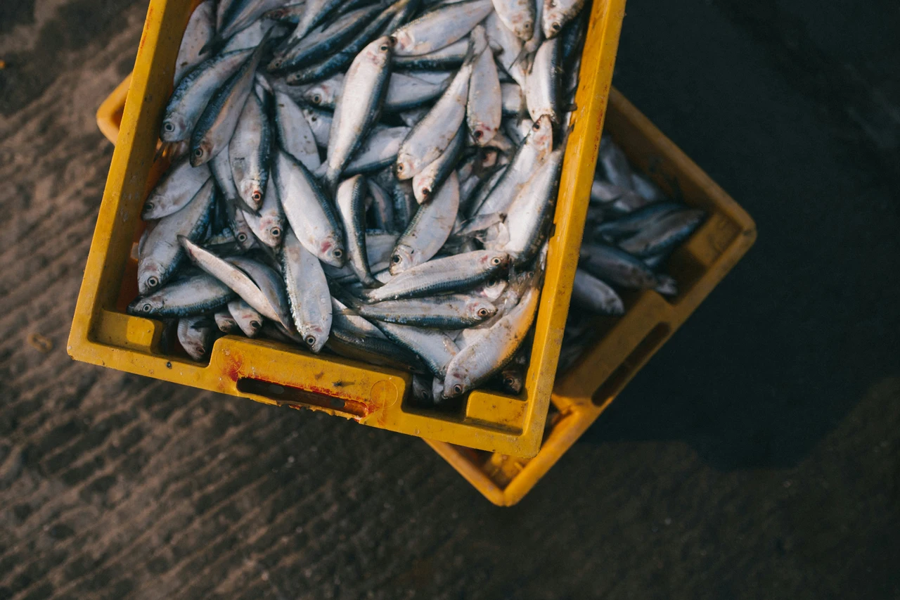 Allarme del Ministero sulla sicurezza alimentare per la presenza di sostanze eterne nel pesce Immagine selezionata