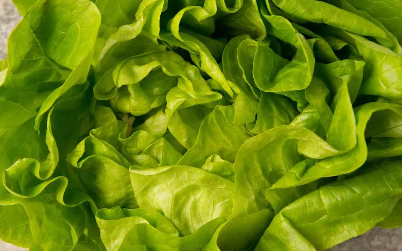 Nuovo focolaio di E Coli legato all’insalata negli Stati Uniti il silenzio dei media preoccupa Immagine selezionata