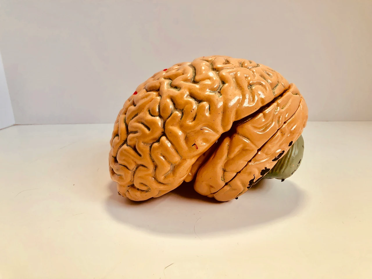 Come il cervello crea i ricordi: le nuove scoperte della scienza Immagine selezionata