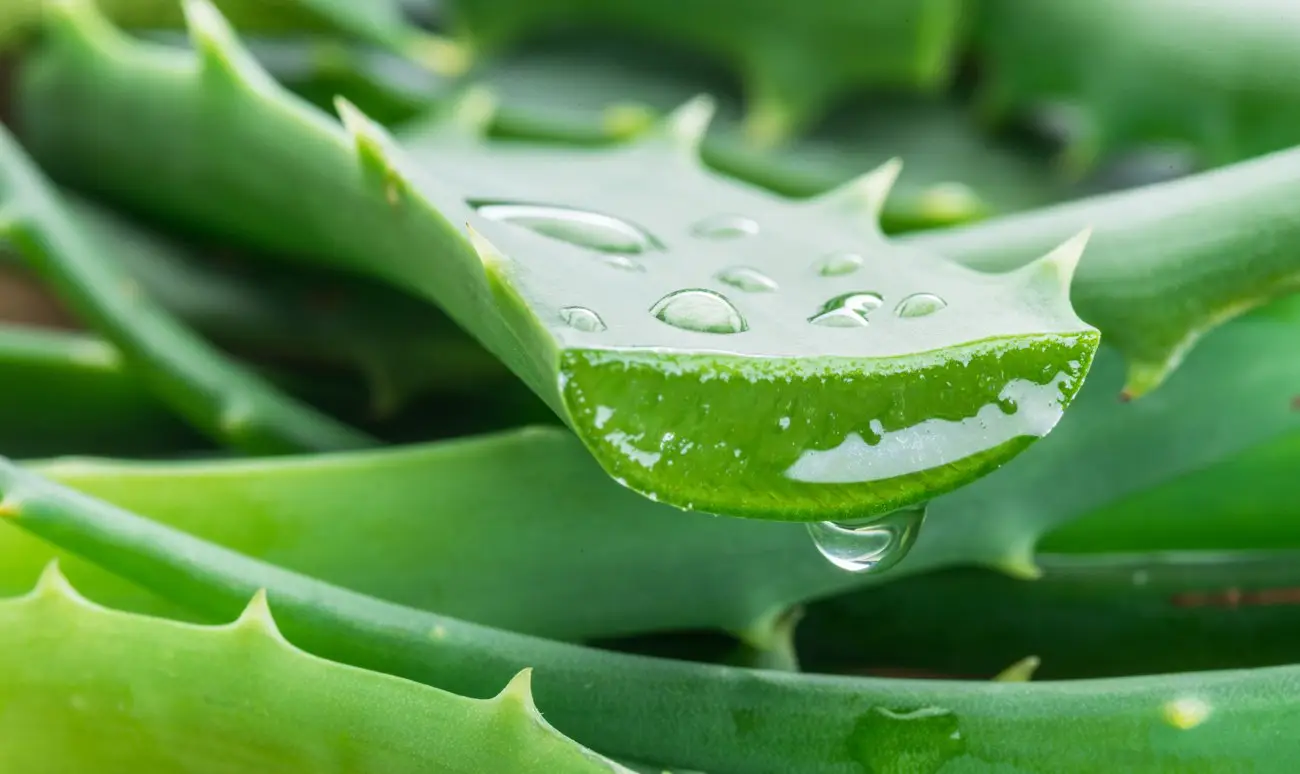 Pelle giovane e luminosa con l’aloe vera: ecco la ricetta semplice per tutti Immagine selezionata